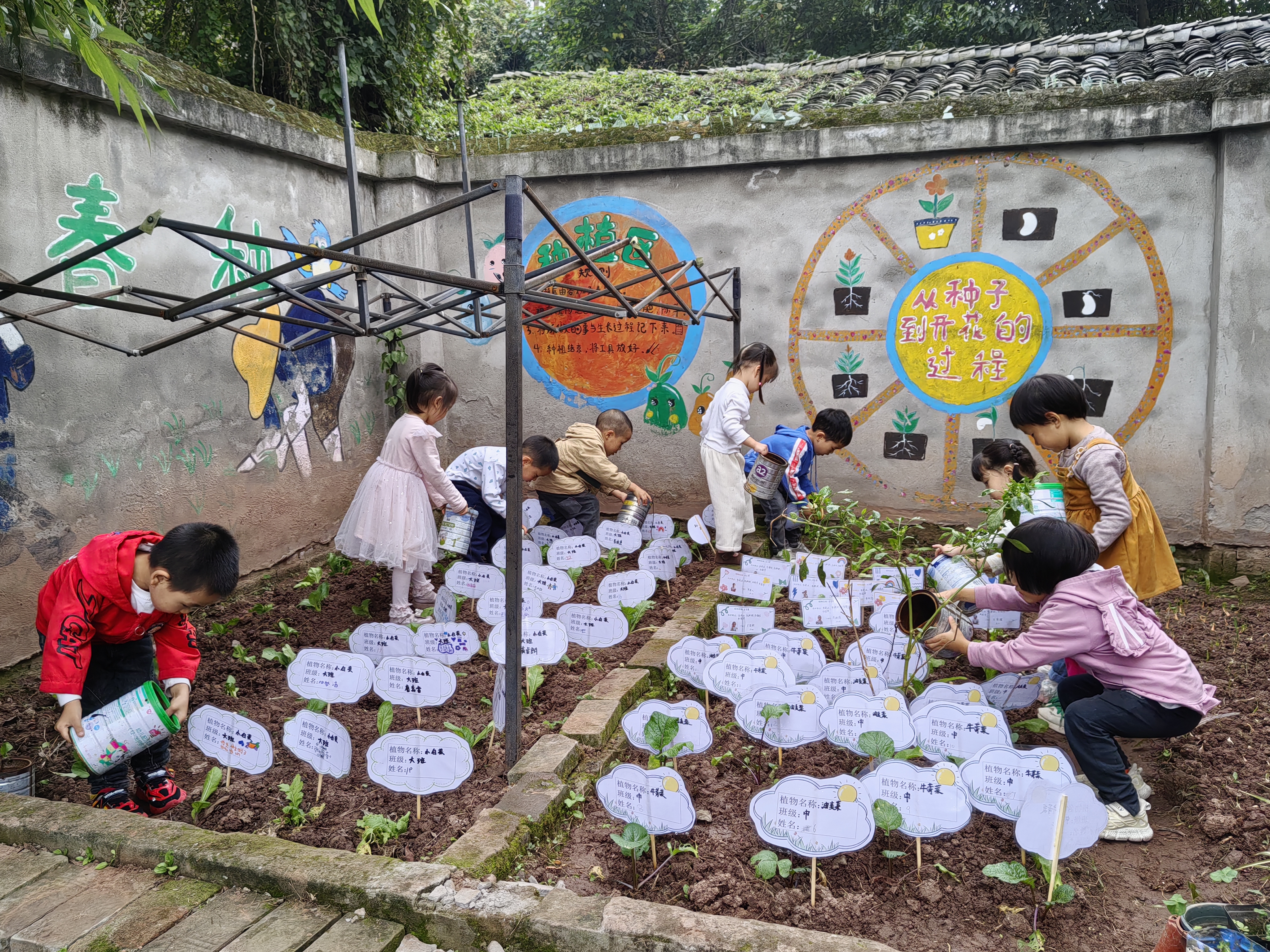 叙州区柏溪街道中心幼儿园开展“寒露忙忙丰收有盼”劳动实践活动